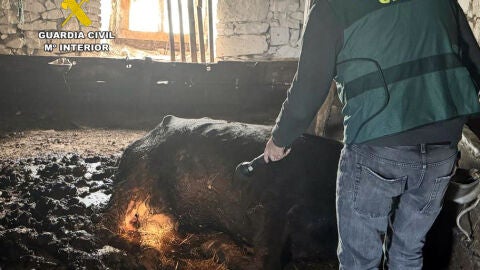 La Guardia Civil de Cantabria localiza al presunto responsable de la muerte de dos vacas en Tudanca