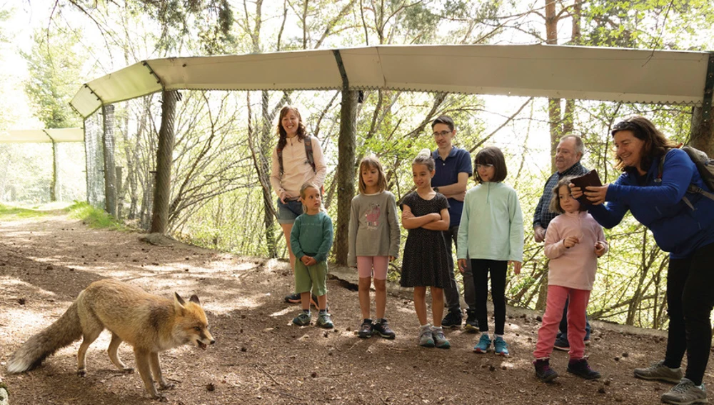 Grupo de familias observando un zorro durante la visita al centro de la fauna de MónNatura Pirineus. Grupo de familias observando un zorro durante la visita al centro de la fauna de MónNatura Pirineus.
