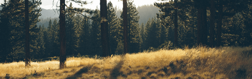 Prohibidas en Galicia las quemas agrícolas desde el jueves 30 de mayo Prohibidas en Galicia las quemas agrícolas desde el jueves 30 de mayo