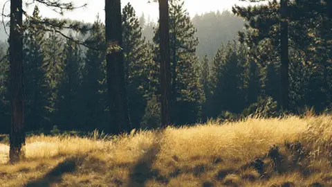 Prohibidas en Galicia las quemas agrícolas desde el jueves 30 de mayo Prohibidas en Galicia las quemas agrícolas desde el jueves 30 de mayo