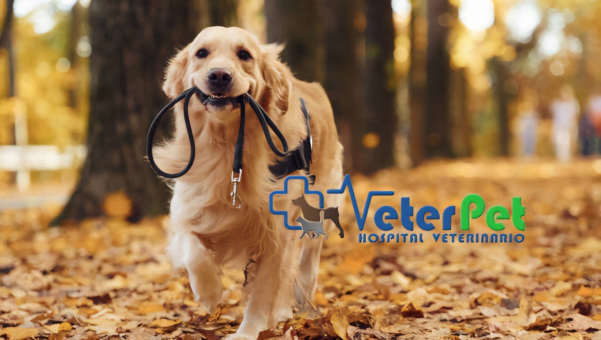 Con el adiestrador canino Ángel Osuna comentamos el Día del perro sin raza, los parques caninos y el nuevo seguro veterinario Con el adiestrador canino Ángel Osuna comentamos el Día del perro sin raza, los parques caninos y el nuevo seguro veterinario