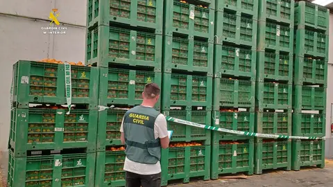 Seis detenidos por hurto de cítricos en Almenara y receptación de 21 toneladas en un almacén de Nules Seis detenidos por hurto de cítricos en Almenara y receptación de 21 toneladas en un almacén de Nules