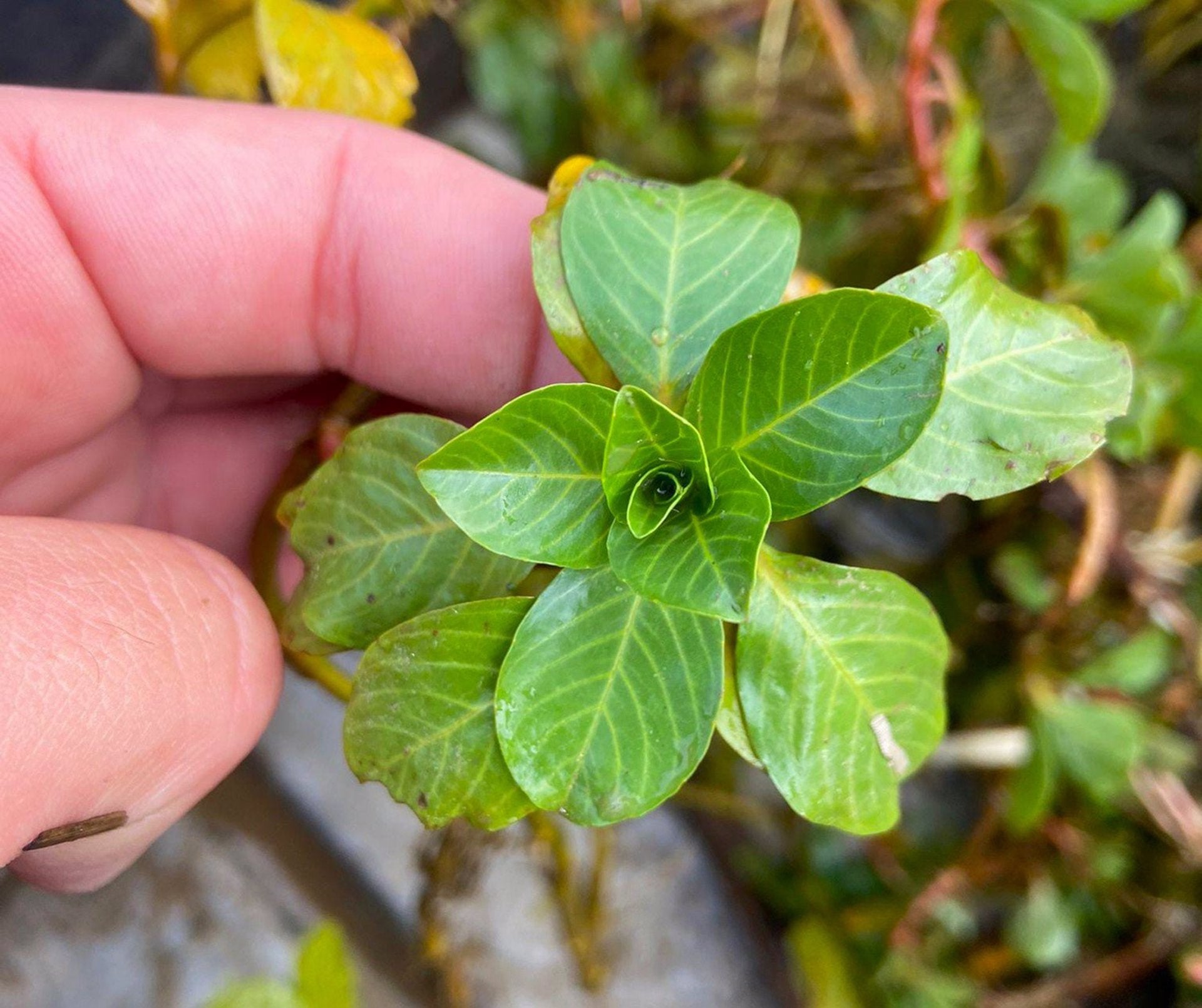 Confederación adopta medidas de contención ante la presencia de la planta invasora Ludwigia en el río Lácara y Los Canchales Confederación adopta medidas de contención ante la presencia de la planta invasora Ludwigia en el río Lácara y Los Canchales