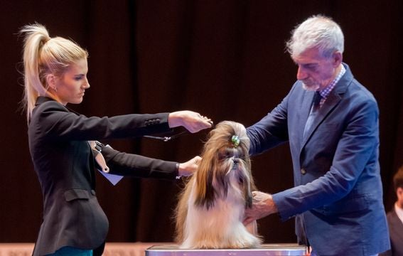 Ciudad Real se convertirá este fin de semana en la capital Internacional del sector Canino Ciudad Real se convertirá este fin de semana en la capital Internacional del sector Canino