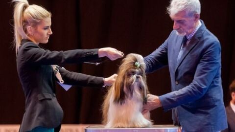 Exposición Internacional Canina 