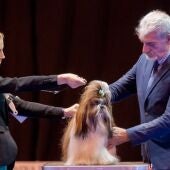 Exposición Internacional Canina 