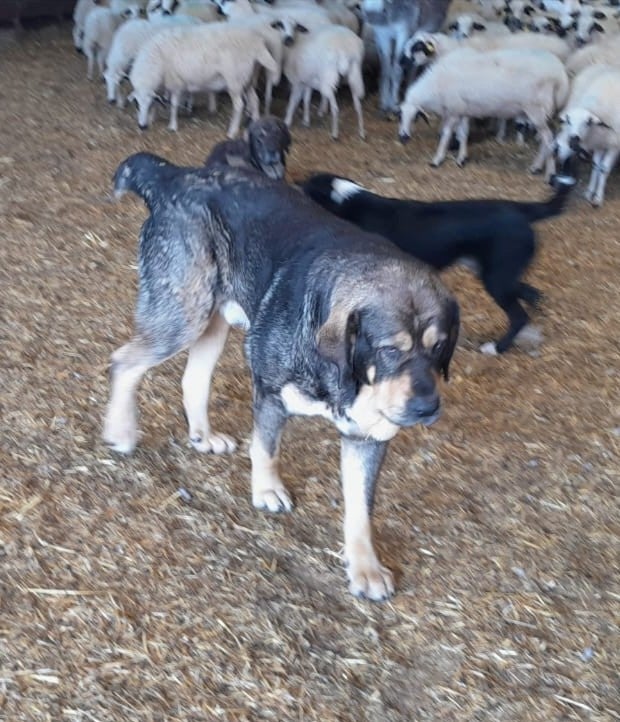 Diputación de Palencia convoca ayudas destinadas al mantenimiento de mastines en la prevención contra los ataques por animales salvajes en las explotaciones ganaderas Diputación de Palencia convoca ayudas destinadas al mantenimiento de mastines en la prevención contra los ataques por animales salvajes en las explotaciones ganaderas