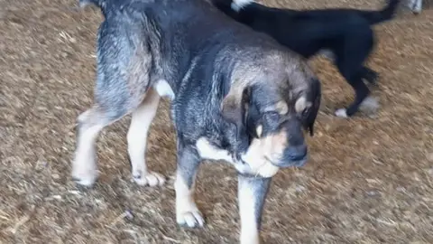 Diputación de Palencia convoca ayudas destinadas al mantenimiento de mastines en la prevención contra los ataques por animales salvajes en las explotaciones ganaderas .