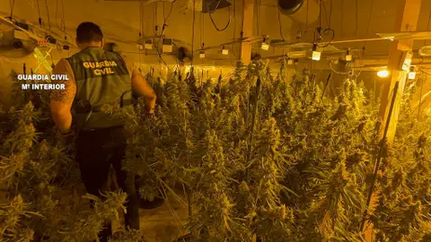 Detenidas tres personas por cultivar 1.860 plantas de marihuana en una nave de l'Alcora Detenidas tres personas por cultivar 1.860 plantas de marihuana en una nave de l'Alcora