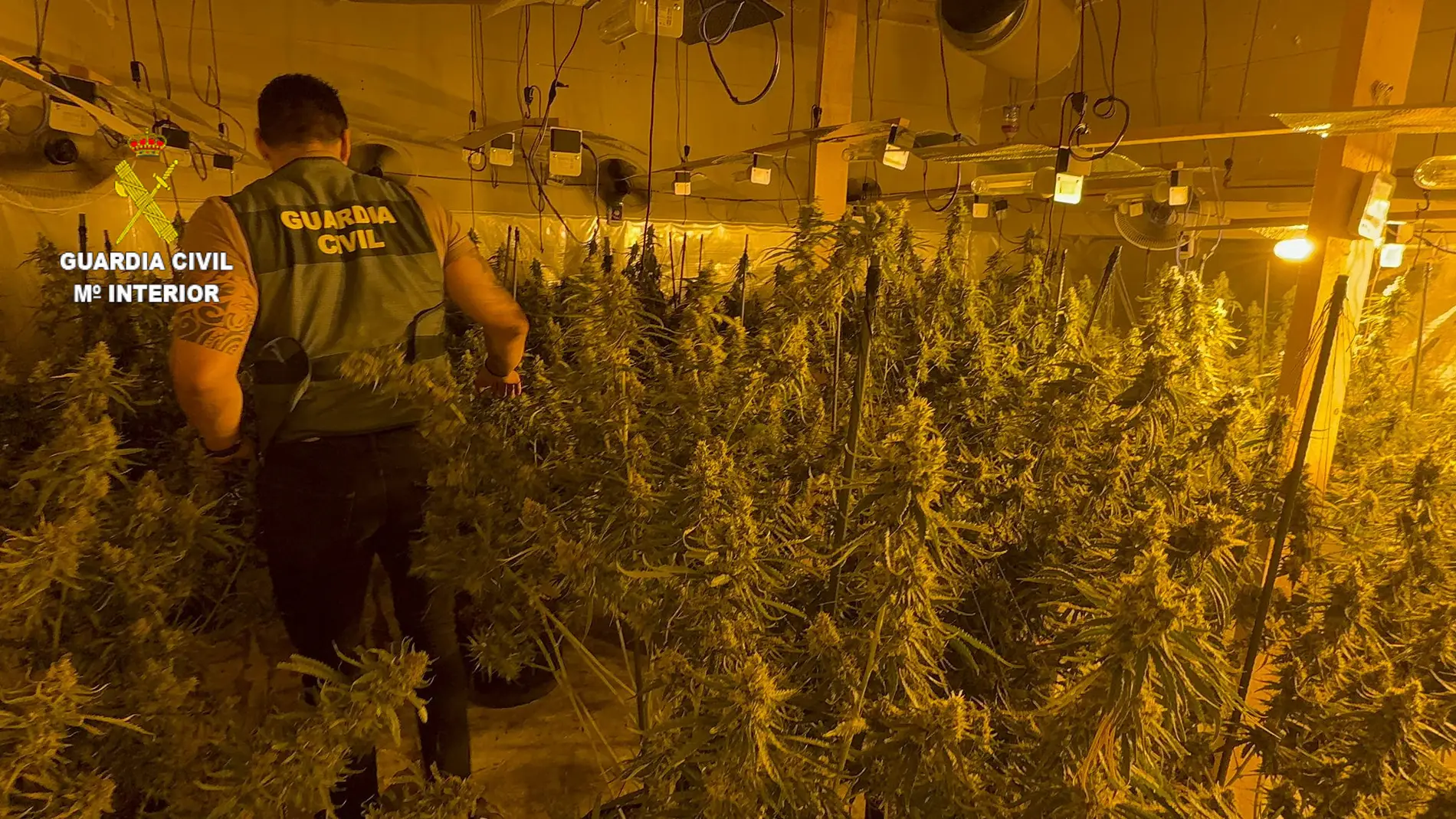 Detenidas tres personas por cultivar 1.860 plantas de marihuana en una nave de l'Alcora Detenidas tres personas por cultivar 1.860 plantas de marihuana en una nave de l'Alcora