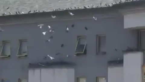 Vecinos desesperados por una plaga de palomas que alimenta una vecina