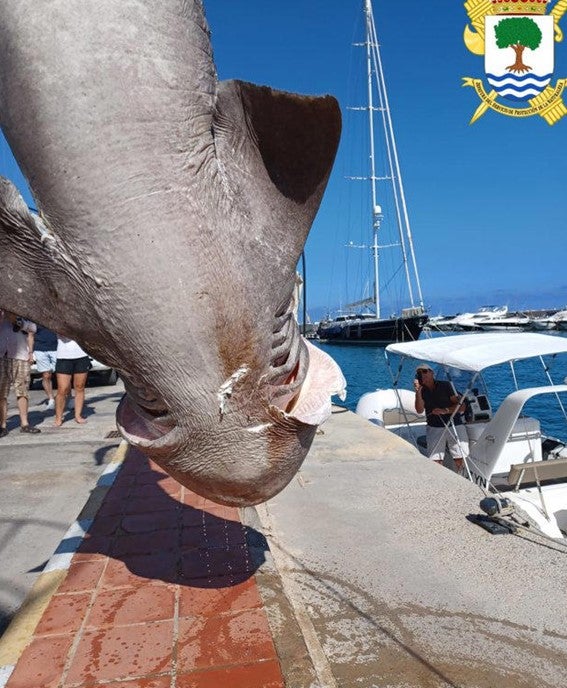 Aparecen los restos de un ejemplar del tiburón más grande del Mediterráneo en aguas de Altea Aparecen los restos de un ejemplar del tiburón más grande del Mediterráneo en aguas de Altea