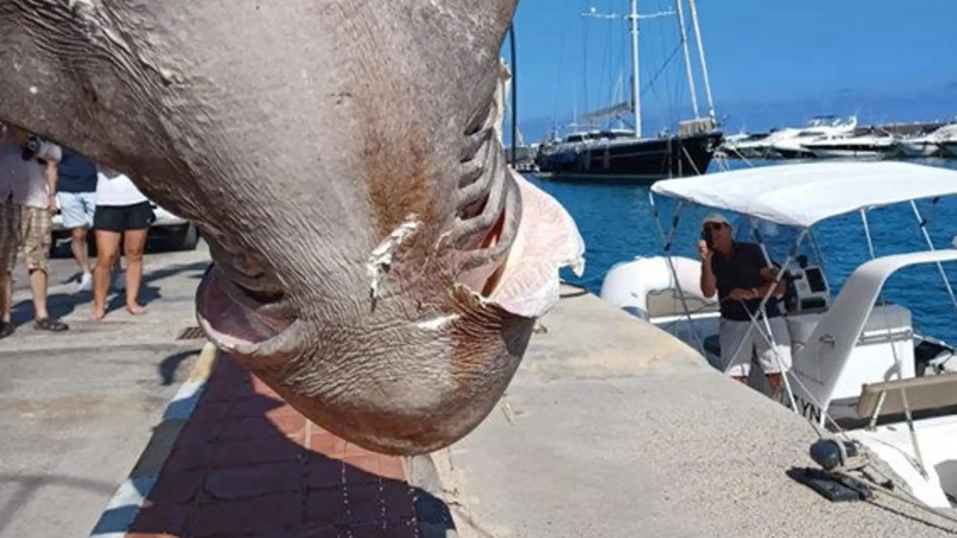 Aparecen los restos de un tiburón de gran tamaño en aguas de Altea