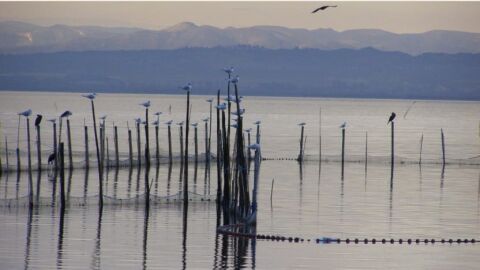 L&acute;Albufera de Val&egrave;ncia