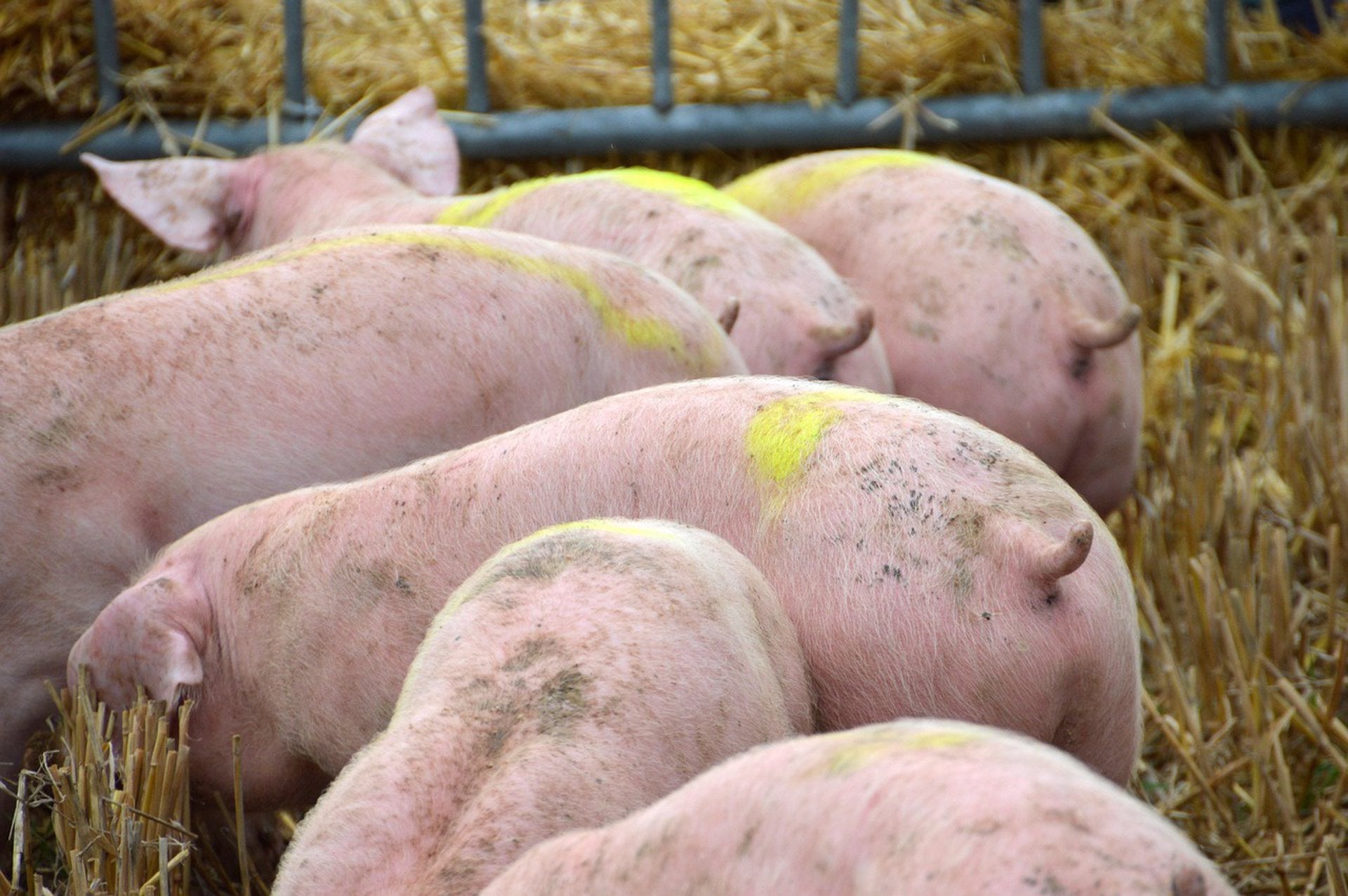 A Información Pública, el proyecto de la plata de biogás en Gálvez A Información Pública, el proyecto de la plata de biogás en Gálvez