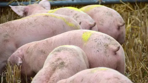 A Información Pública, el proyecto de la plata de biogás en Gálvez A Información Pública, el proyecto de la plata de biogás en Gálvez