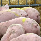 A Información Pública, el proyecto de la plata de biogás en Gálvez A Información Pública, el proyecto de la plata de biogás en Gálvez