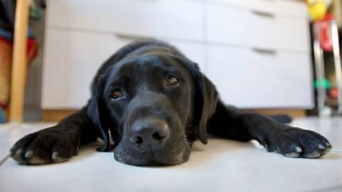 Golpe de calor en perro