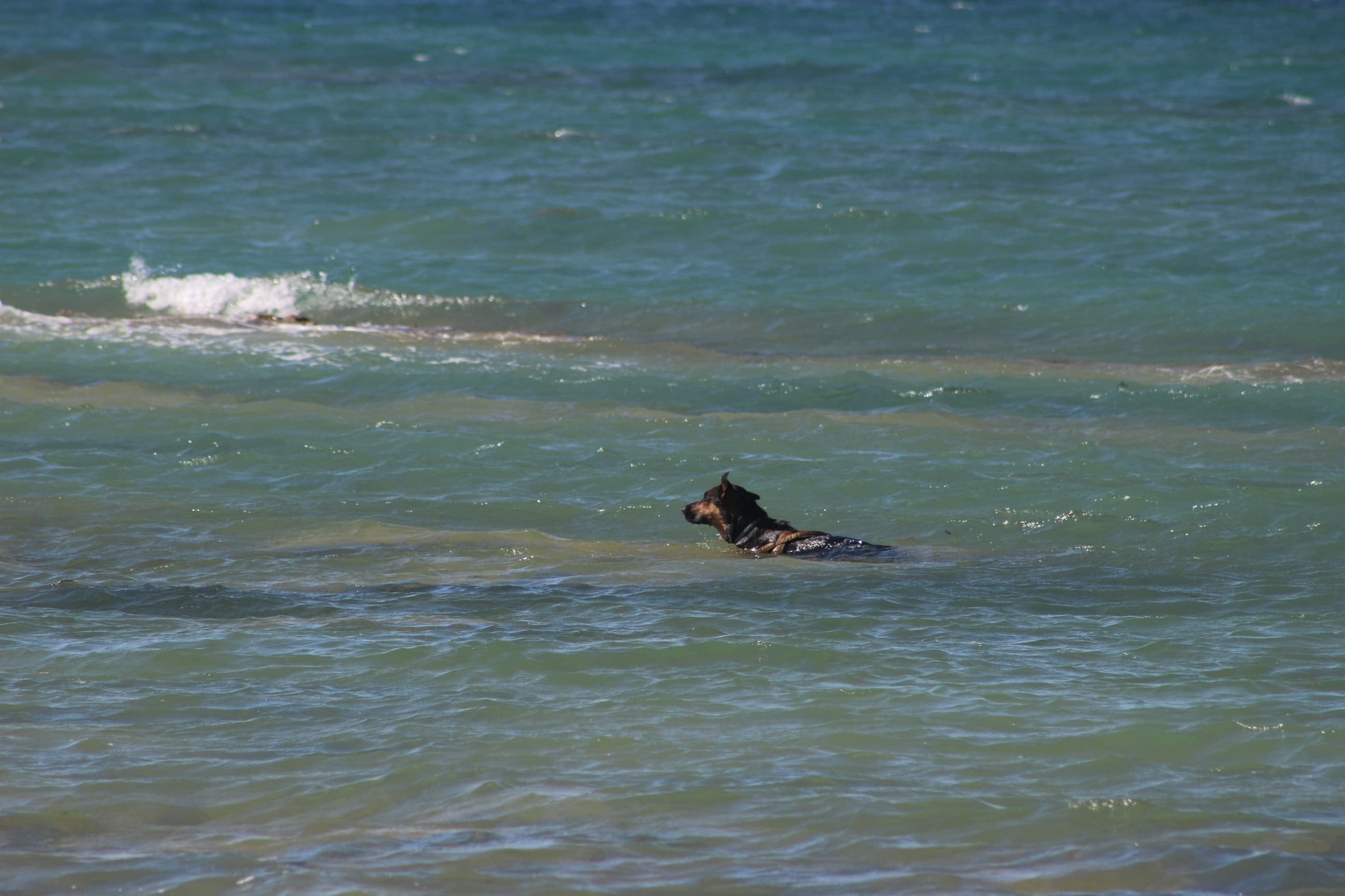 La playa canina de Chiclana ya es una realidad La playa canina de Chiclana ya es una realidad