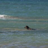 Un perro disfrutando en la playa canina de Chiclana