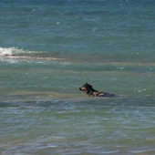 Un perro disfrutando en la playa canina de Chiclana Un perro disfrutando en la playa canina de Chiclana