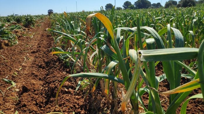 Balazote se prepara para la recogida del ajo Balazote se prepara para la recogida del ajo