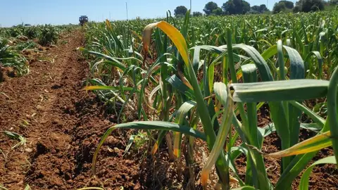 Campo de ajos Campo de ajos