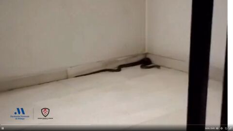 Los bomberos de Málaga localizan una serpiente en el interior de un edificio