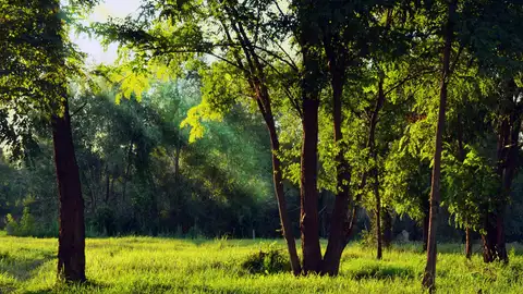 Imagen de archivo de la naturaleza Imagen de archivo de la naturaleza