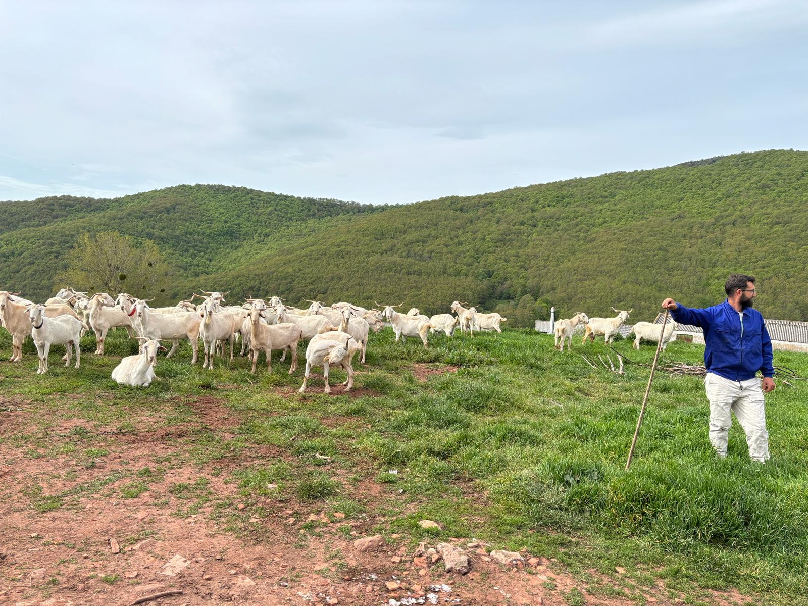 383 cabras desbrozan de modo natural y sostenible el monte con Reactiva BrañoserA 383 cabras desbrozan de modo natural y sostenible el monte con Reactiva BrañoserA