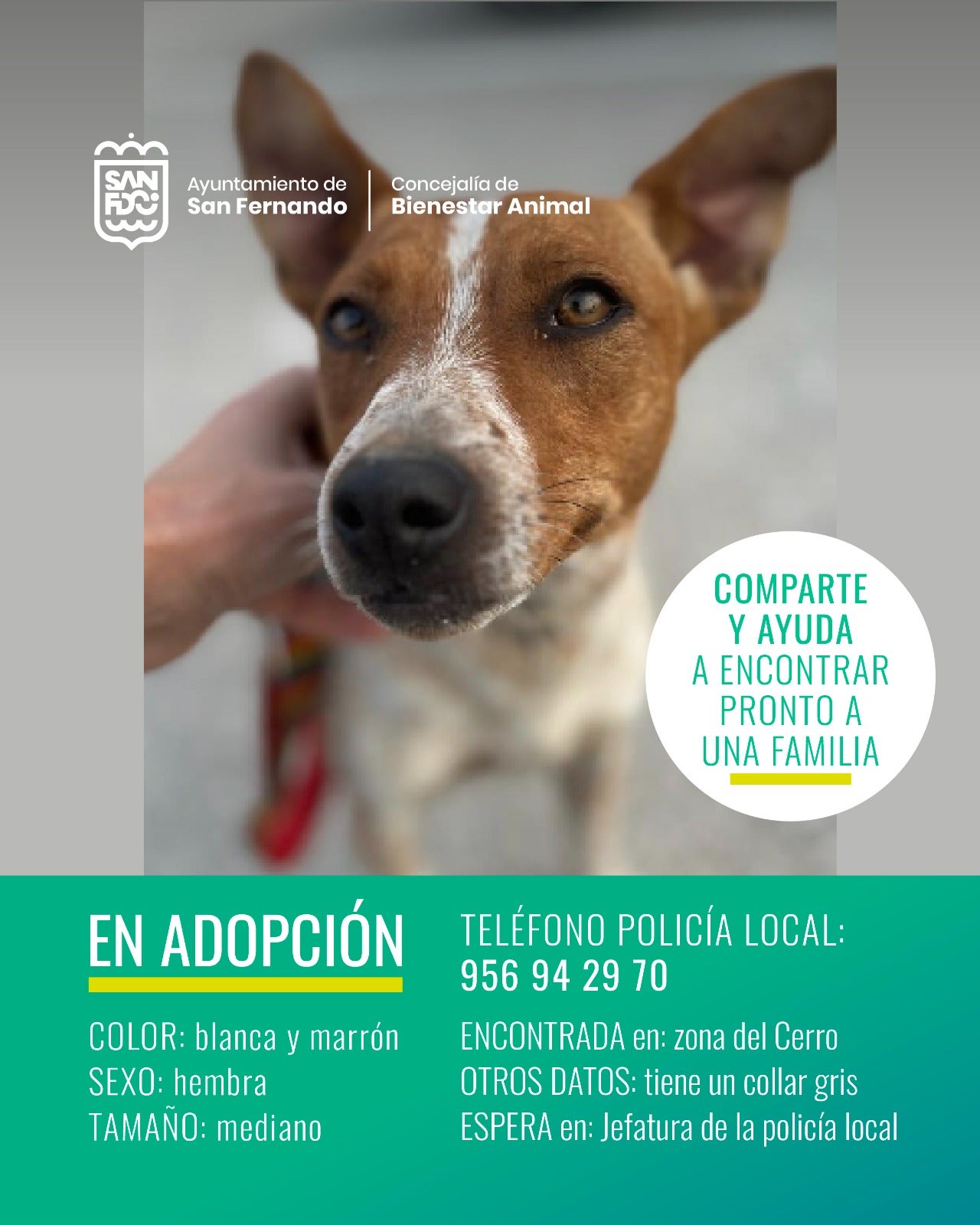 San Fernando usa las redes sociales como aliados para los animales perdidos San Fernando usa las redes sociales como aliados para los animales perdidos