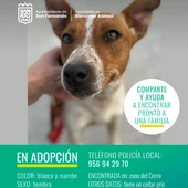 Uno de los perros perdidos en San Fernando Uno de los perros perdidos en San Fernando