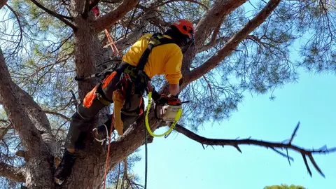 Un membre d'una Agrupació de Defensa Forestal (ADF) fent tasques de prevenció d'incendis Un membre d'una Agrupació de Defensa Forestal (ADF) fent tasques de prevenció d'incendis