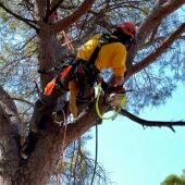 Un membre d'una Agrupació de Defensa Forestal (ADF) fent tasques de prevenció d'incendis