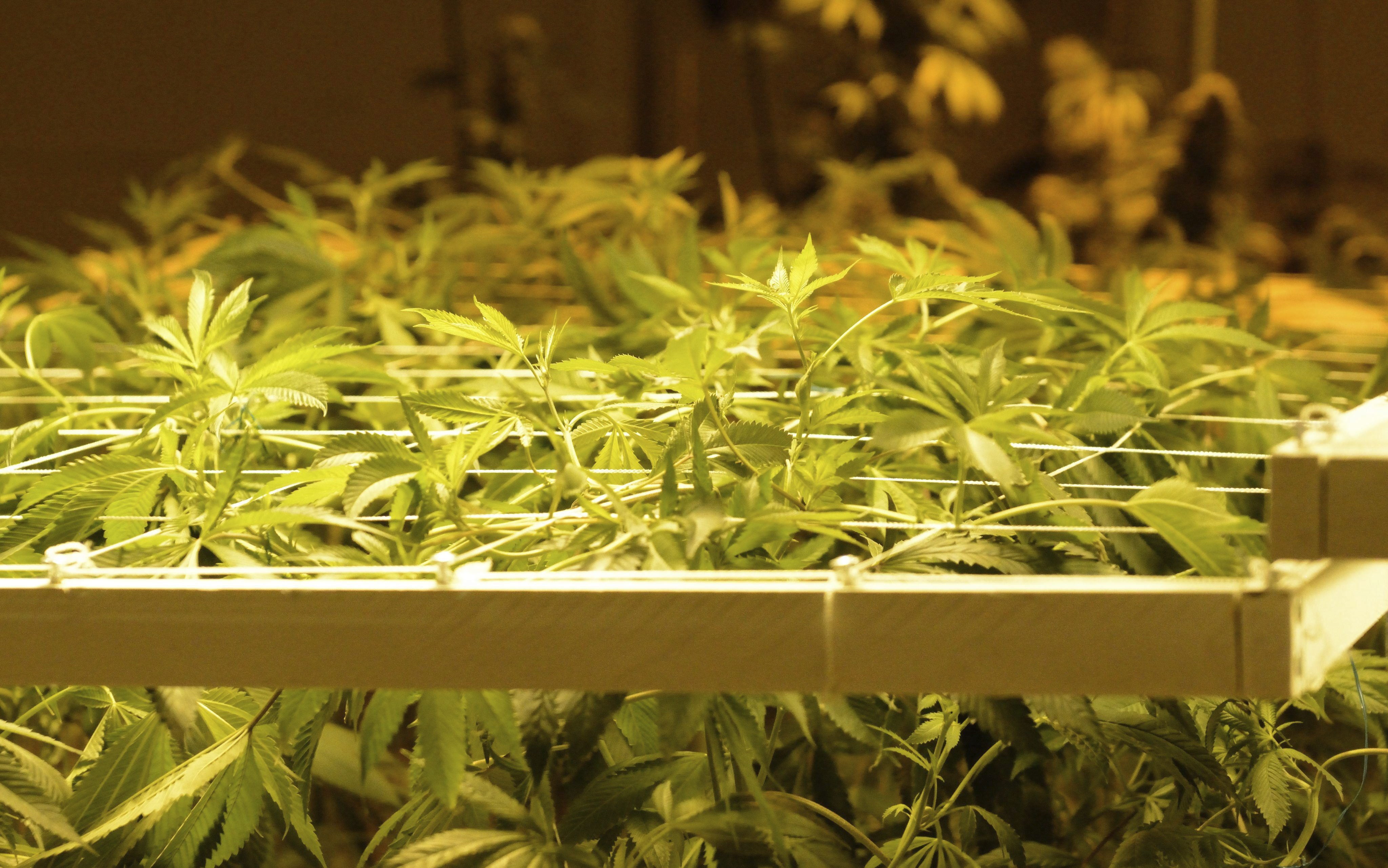 Siete detenidos al desmantelar tres plantaciones de marihuana en Chiva, Paterna y Torrent Siete detenidos al desmantelar tres plantaciones de marihuana en Chiva, Paterna y Torrent