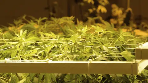 Archivo. Una plantación de marihuana. Archivo. Una plantación de marihuana.