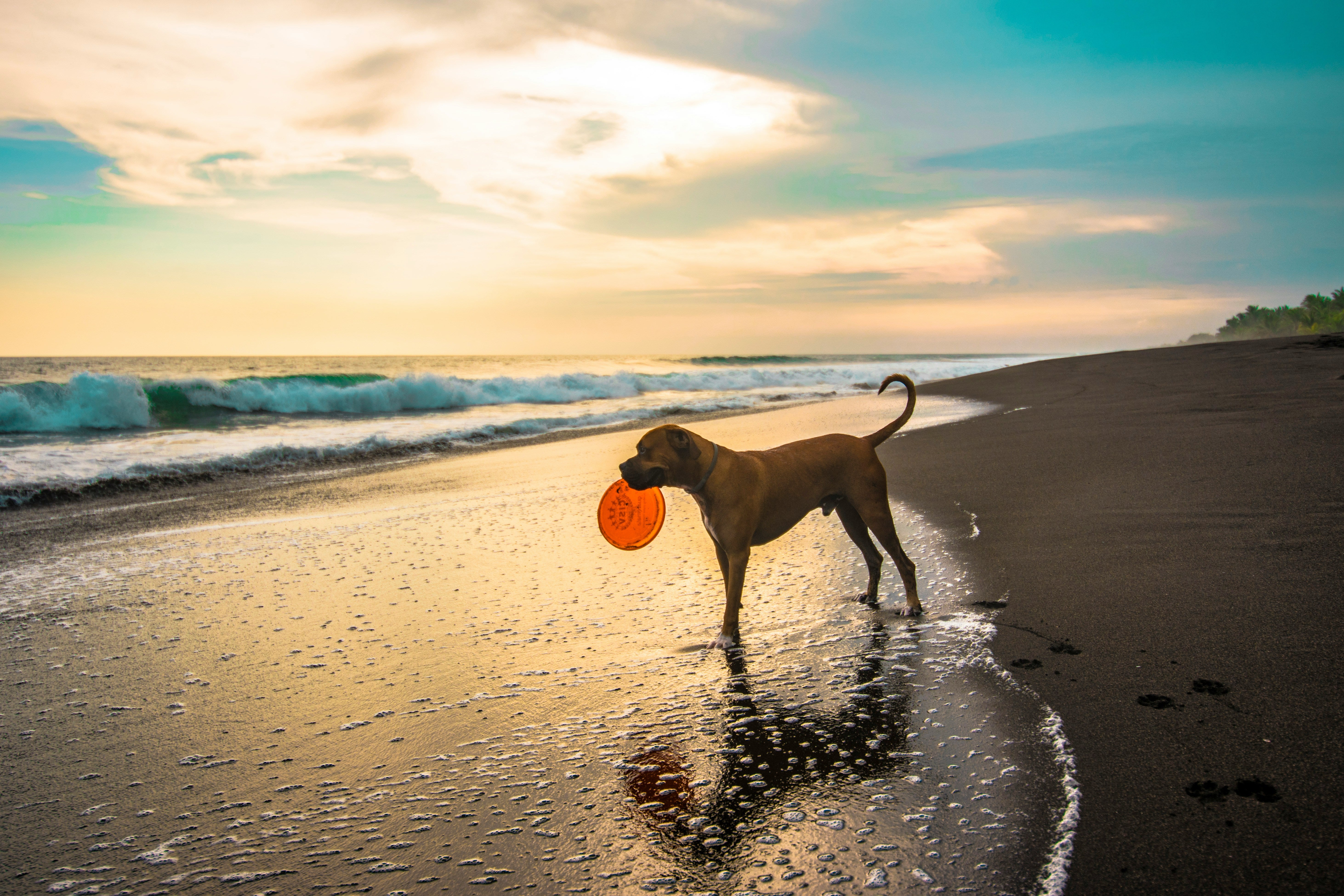 Qué pasa si voy con mi perro a una playa en la que no está permitido Qué pasa si voy con mi perro a una playa en la que no está permitido