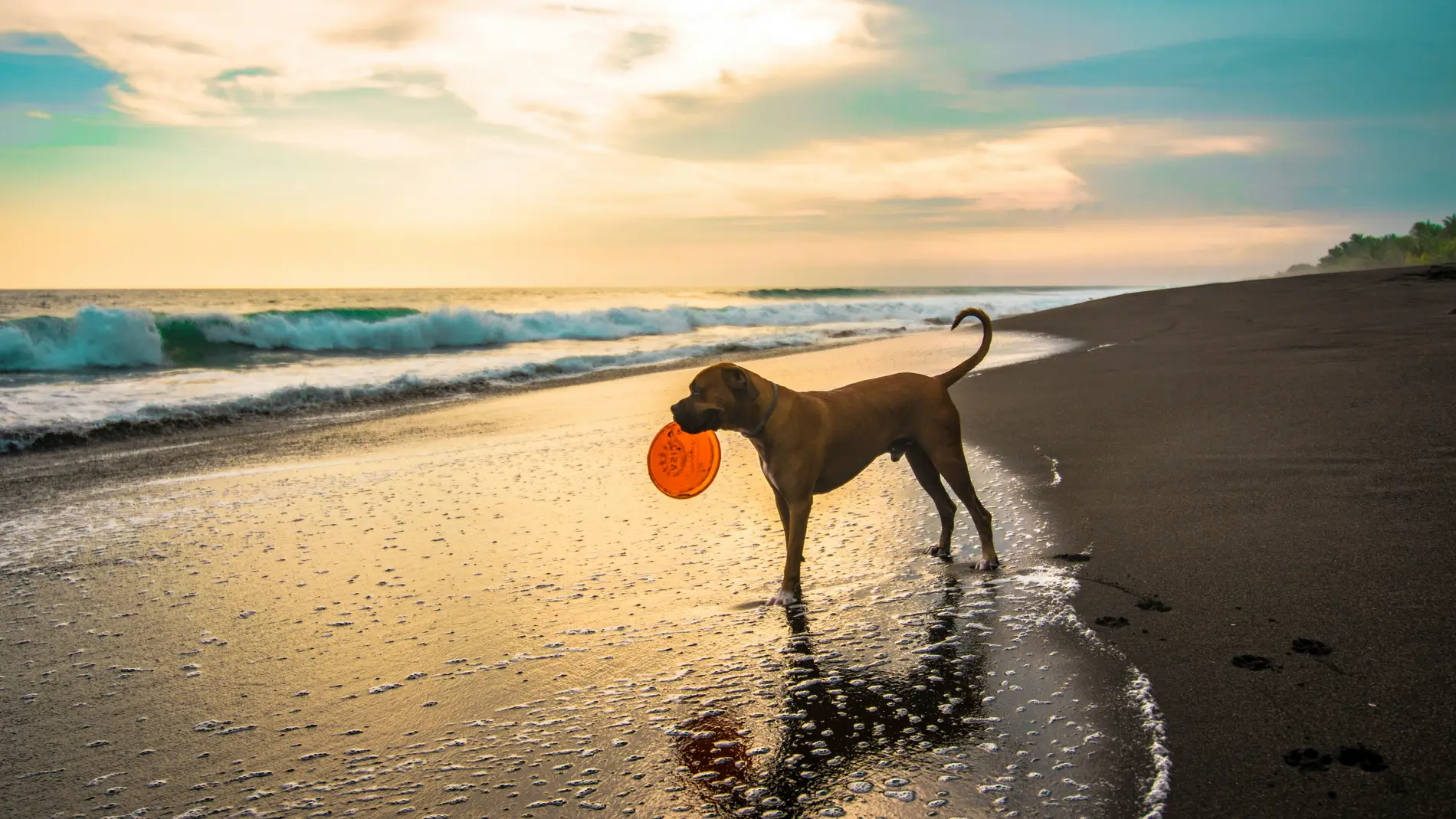 Imagen de archivo de un perro en una playa.