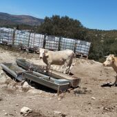 Vacas de una granja de Morella 