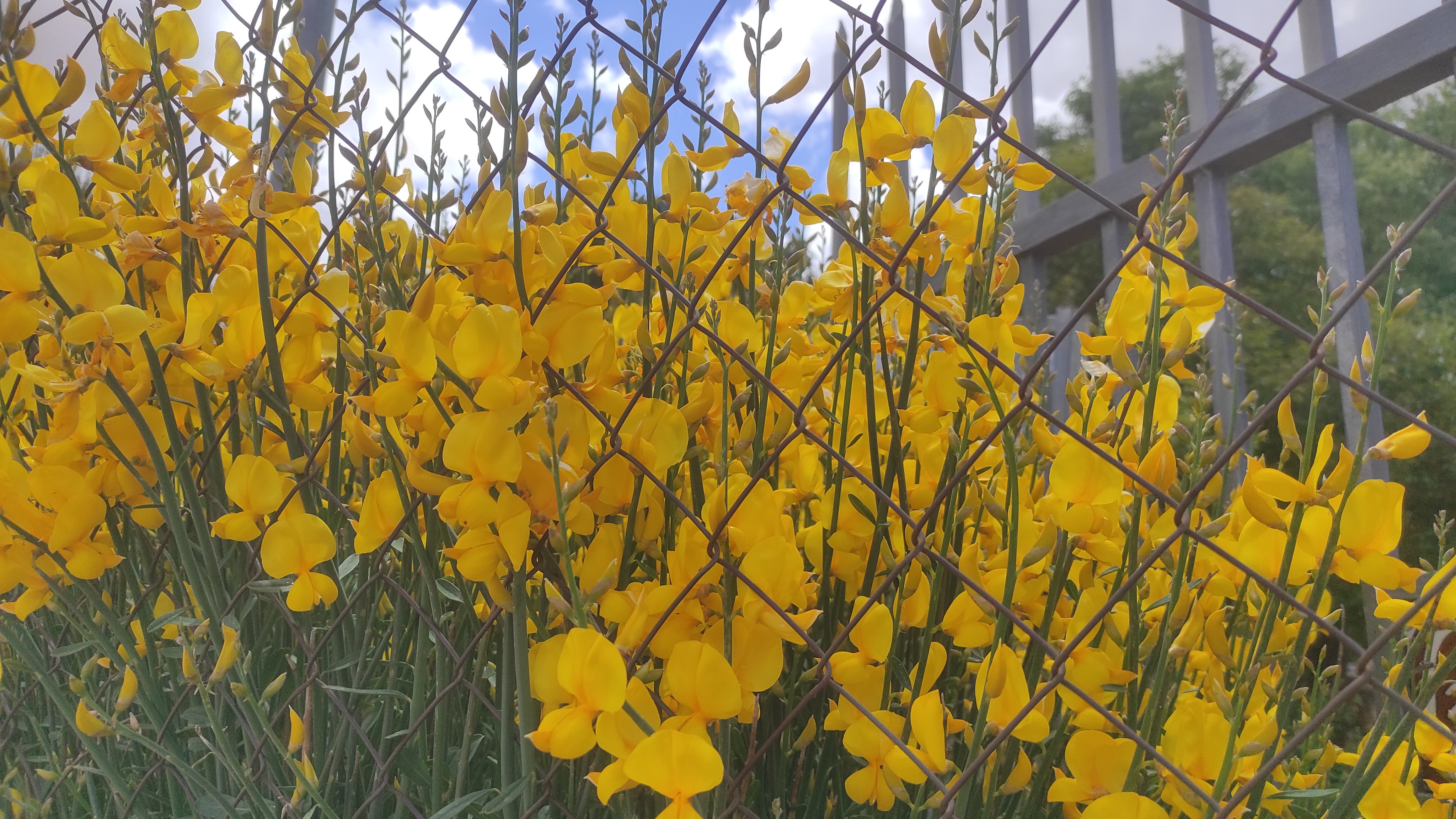 Invitación a conocer el Plan de Renaturalización Urbana de Valdepeñas Invitación a conocer el Plan de Renaturalización Urbana de Valdepeñas