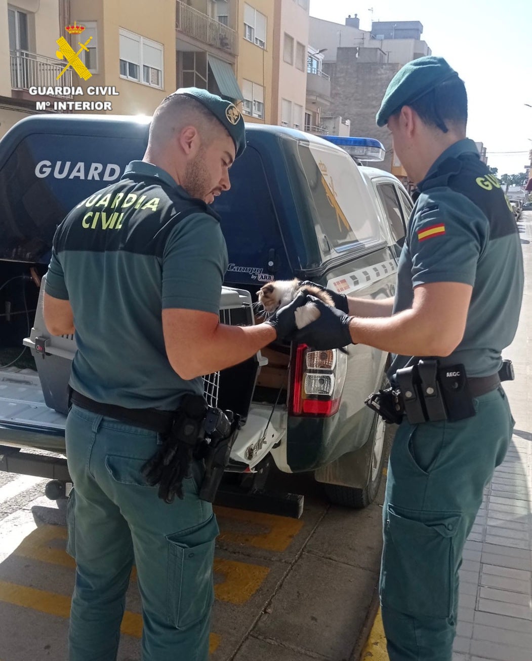 La Guardia Civil rescata un gatito que viajaba desde Barcelona a Benicarló atrapado en el motor de un coche La Guardia Civil rescata un gatito que viajaba desde Barcelona a Benicarló atrapado en el motor de un coche