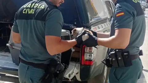 La Guardia Civil rescata un gatito que viajaba desde Barcelona a Benicarló atrapado en el motor de un coche La Guardia Civil rescata un gatito que viajaba desde Barcelona a Benicarló atrapado en el motor de un coche