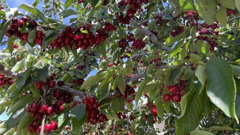 Cereza de Bolea