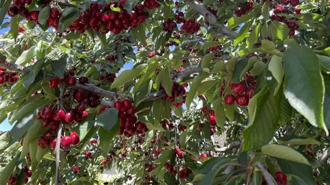 Cereza de Bolea Bolea