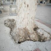 Cimentación alrededor de los plataneros de la Avenida Blasco Ibáñez de Carlet