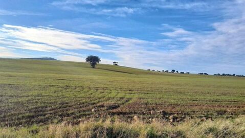 Zona de Campo de Montiel