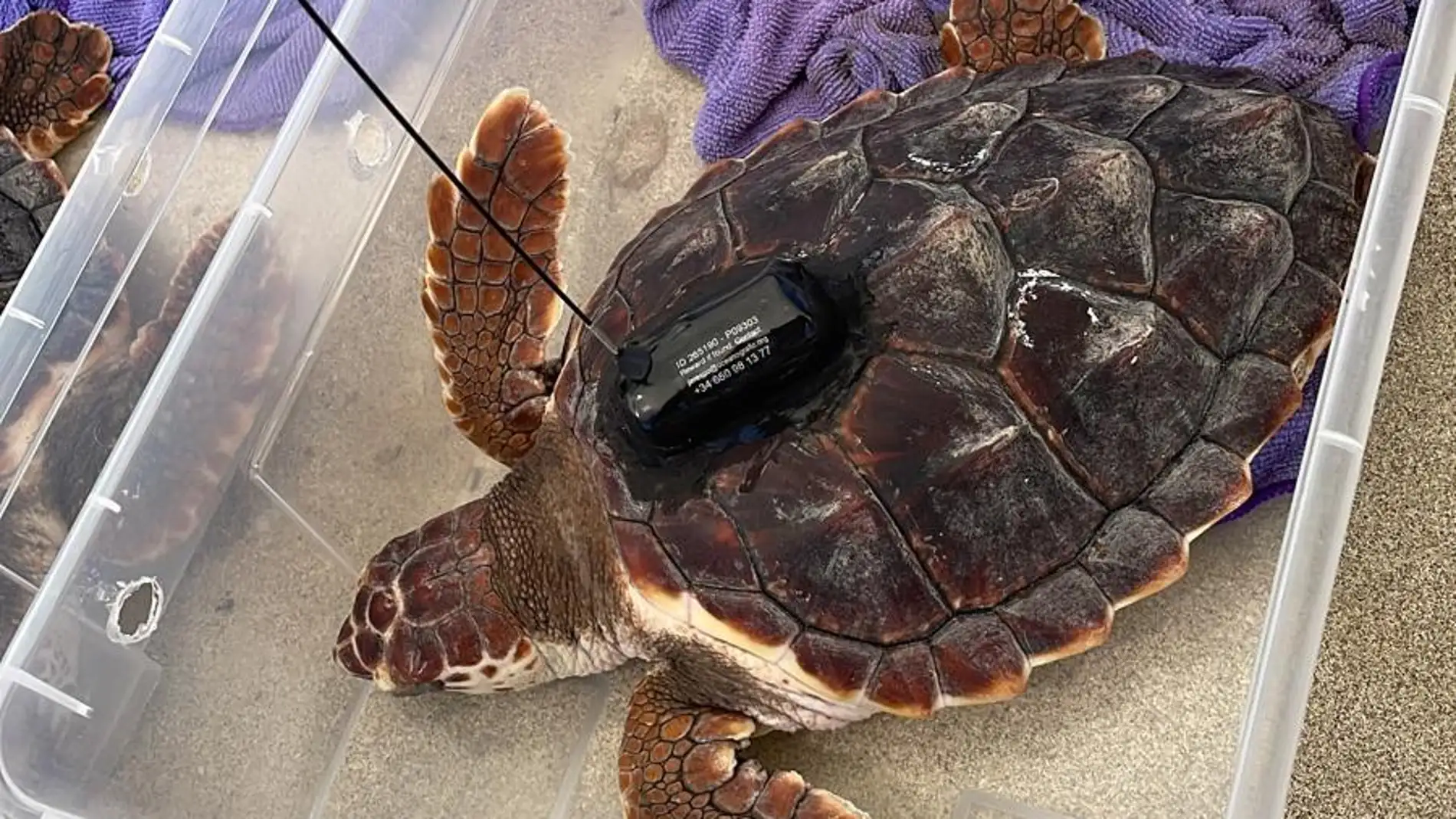 74 tortugas marinas ya disfrutan de su nueva vida en aguas del Mediterráneo tras ser liberadas en Sant Josep de sa Talaia 