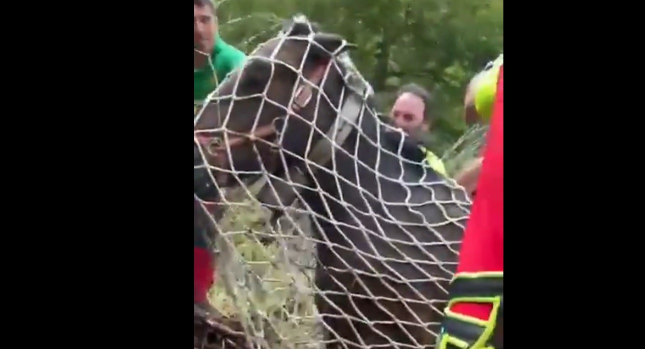 Así fue el rescate del helicóptero del 112 Cantabria a una yegua que se cayó por un precipicio Así fue el rescate del helicóptero del 112 Cantabria a una yegua que se cayó por un precipicio