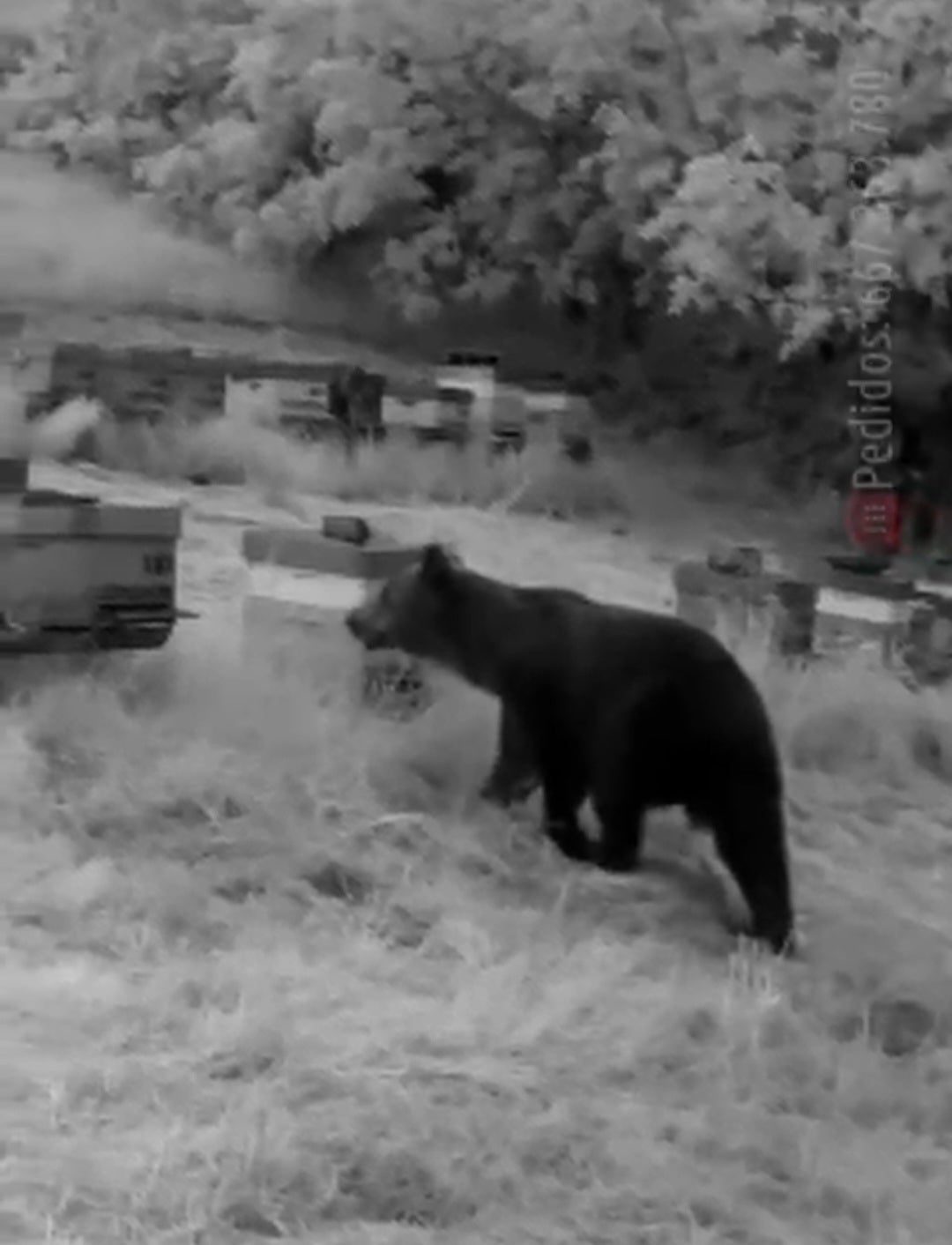 Un apicultor graba a un oso atacando sus colmenas en Cervantes Un apicultor graba a un oso atacando sus colmenas en Cervantes