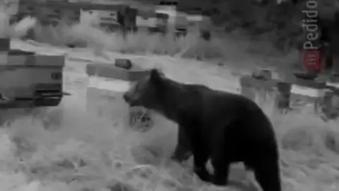 El oso atacando las colmenas onda cero